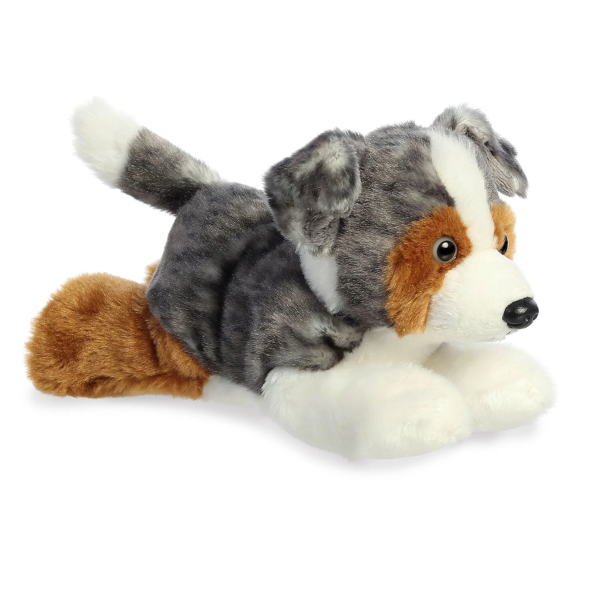 Australian Shephard