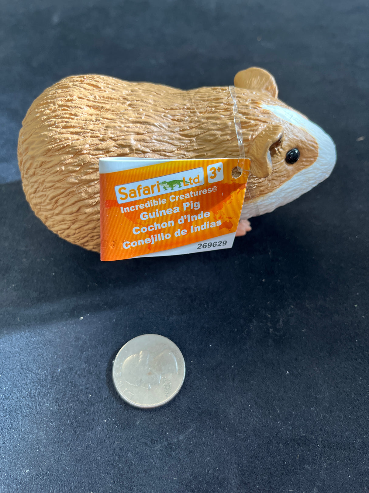 Guinea Pig