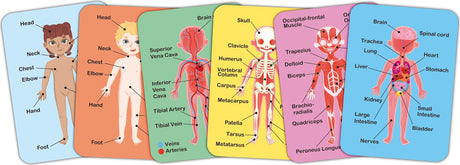 Human Body Magnetic Puzzle