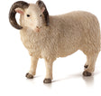 Sheep (Ram)