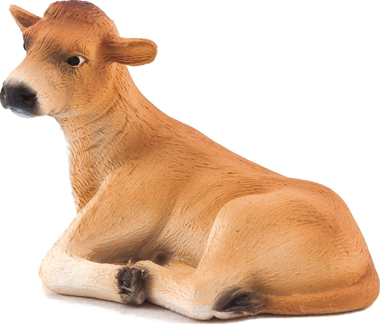 Jersey Calf Lying Down