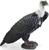 Griffon Vulture