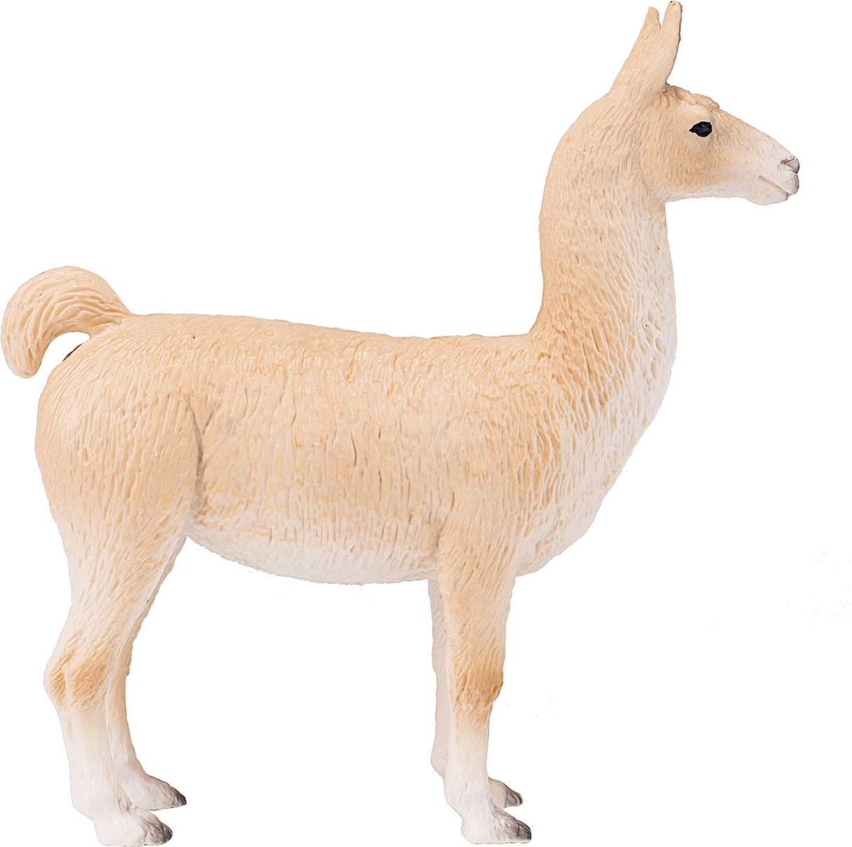 Llama