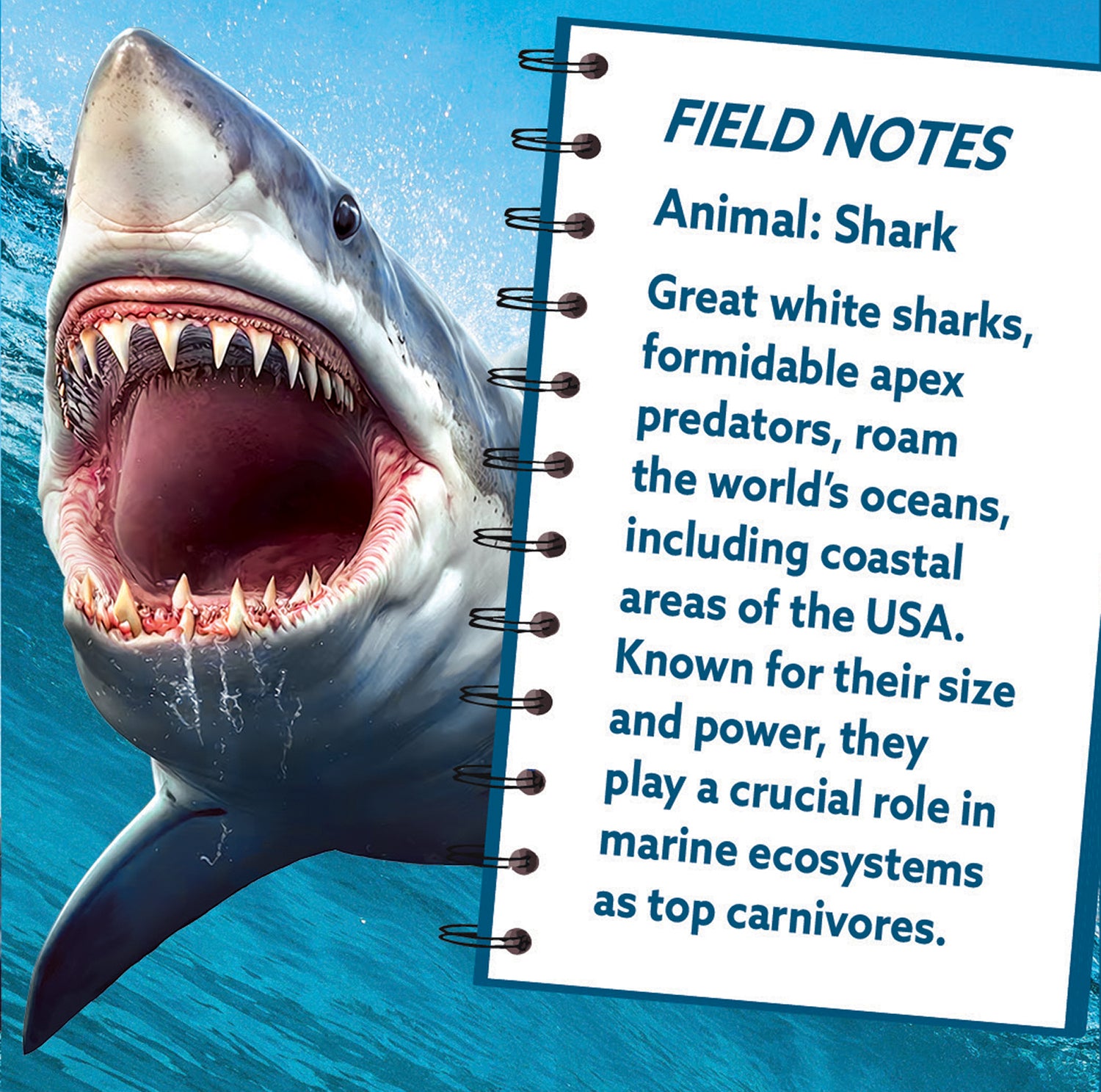 100pc Shaped Puzzle - Shark – Toys on the Square