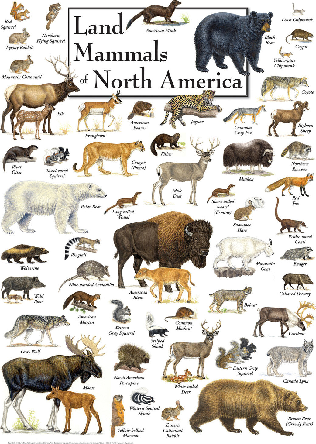 Field Guide - Land Mammals of North America 1000 Piece Puzzle