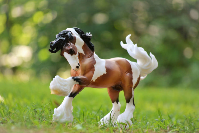 Gypsy Vanner