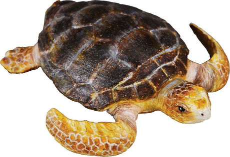 Loggerhead Turtle