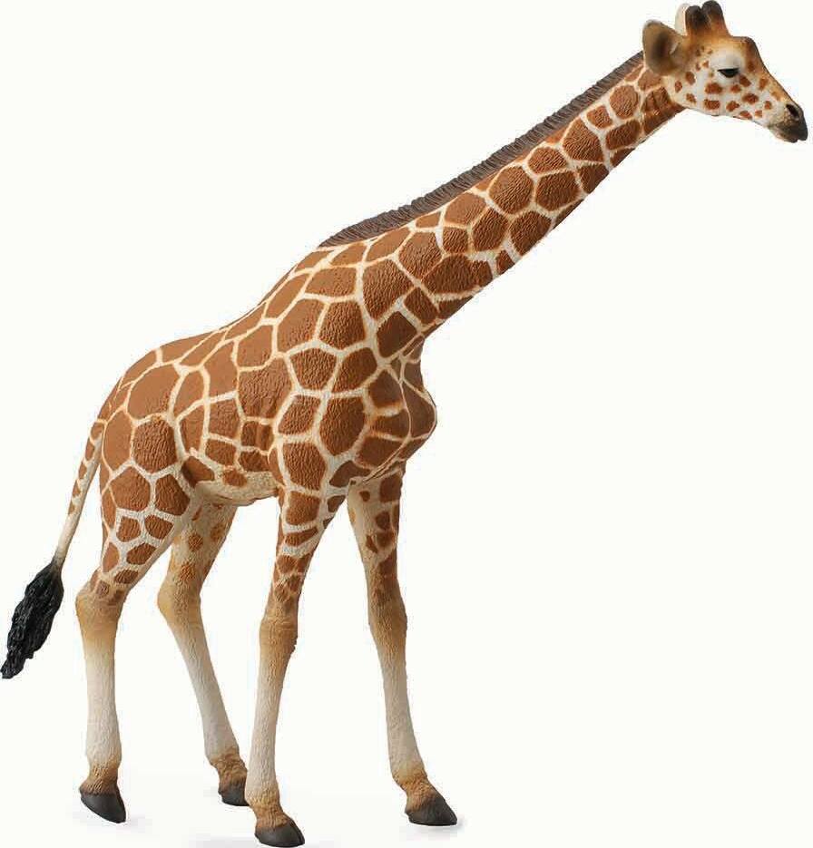 Reticulated Giraffe