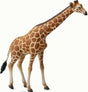 Reticulated Giraffe