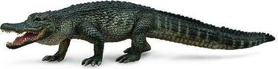 American Alligator