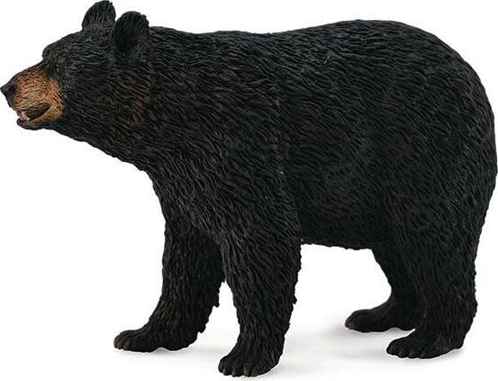 American Black Bear