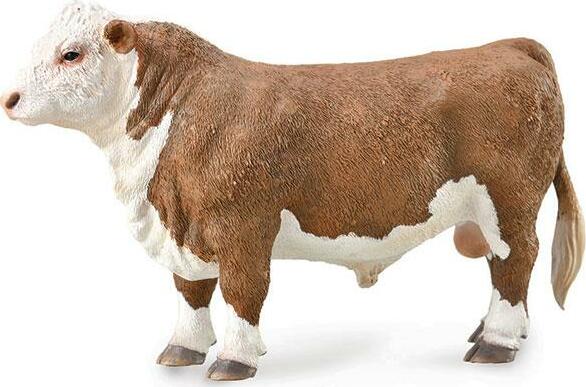 Hereford Bull