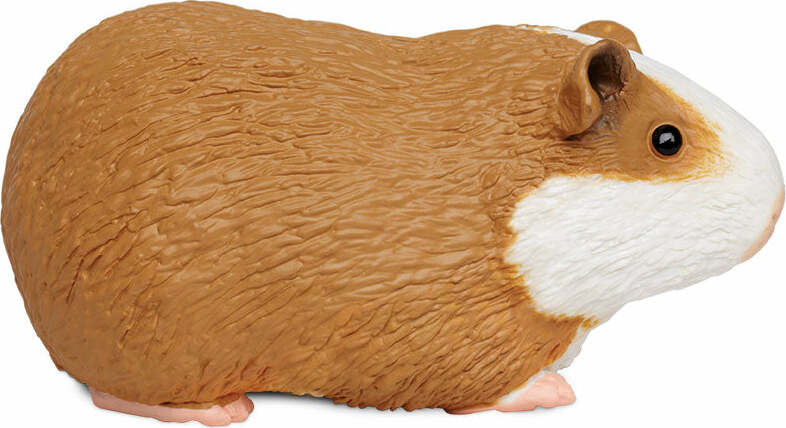 Guinea Pig