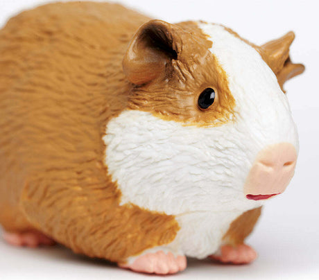 Guinea Pig