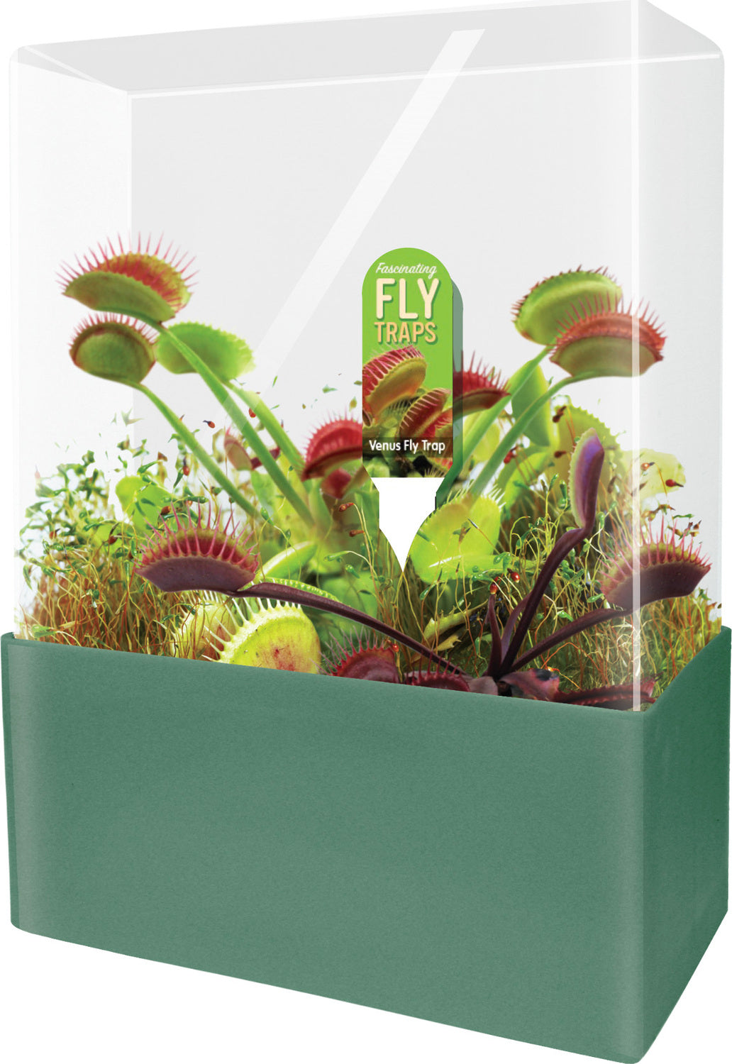 Fascinating Flytraps