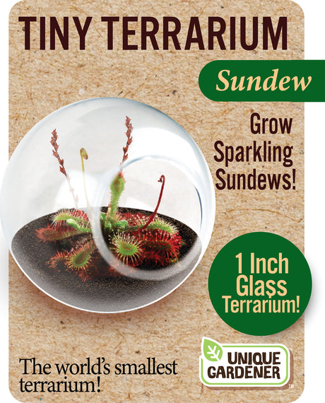 Tiny Terrariums - Sundew